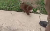 Minik Köpeğin Üfleme Makinesi ile İmtihanı