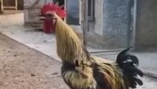 Öterken Bayılan Horoz