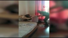 Adnan Oktar Grubundaki Firari 2 Şüpheli İle Onlara Yardım Eden 1 Kişi Yakalandı