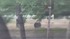 Başkent’te Kurbanlıklar Firar Etti Vatandaşlar Kovaladı