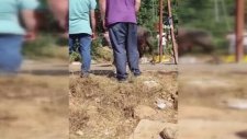 Kimi Yerde Yuvarlandı Kimi Peşinden Koştu