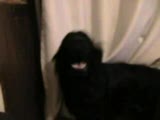şarkı söyleyen köpek kömür
