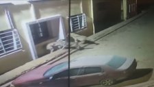 Kurtların Pusuya Düşürdüğü Köpeğin İmdadına Yetişen Kangal Köpeği