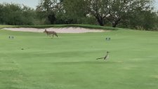 Gerçek Hayatta Wile E. Coyote ve Road Runner