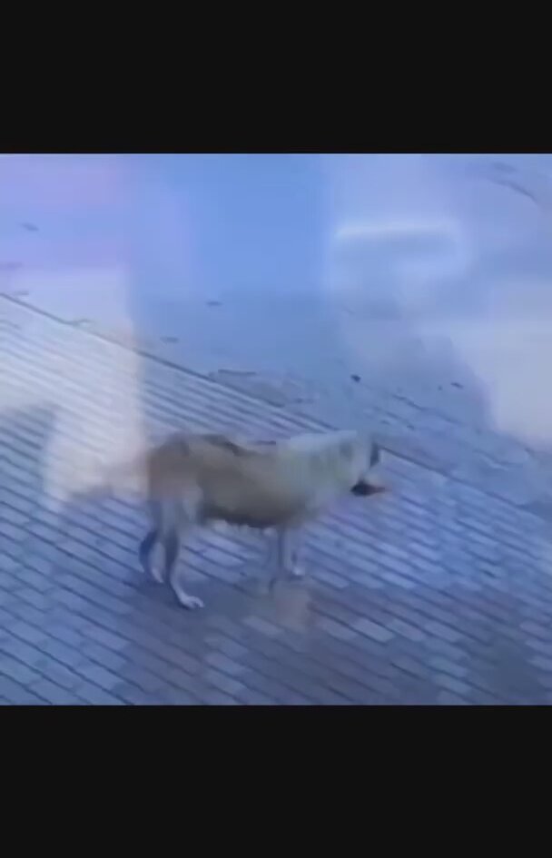 Başkasının Verdiği Ekmeği Yemek İçin Market Sahibini Bekleyen Köpek