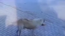 Başkasının Verdiği Ekmeği Yemek İçin Market Sahibini Bekleyen Köpek