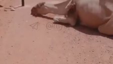 Çölde Susuzluktan Bayılan Deveye Su Veren Adam