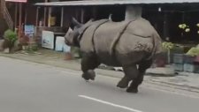 Nepal Sokaklarında Dört Nala Koşan Gergedan