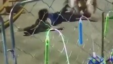 Lunaparkta Eğlence Aletinden Düşen Anne ve Çocuğu