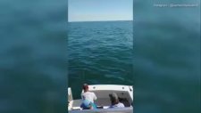 Tekneye Atlayan Köpek Balığı