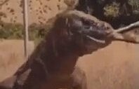 Yavru Ceylanı Bütün Yutan Komodo Ejderi
