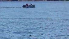 Katil Balinalardan Kaçmak İsteyen Deniz Aslanı Tekneye Atladı