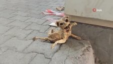 Elektrik Panosunda Bulunan Kedinin İskeleti Görenleri Şaşırttı