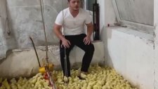 Bedava Konseri Kaçırmayan Civcivler