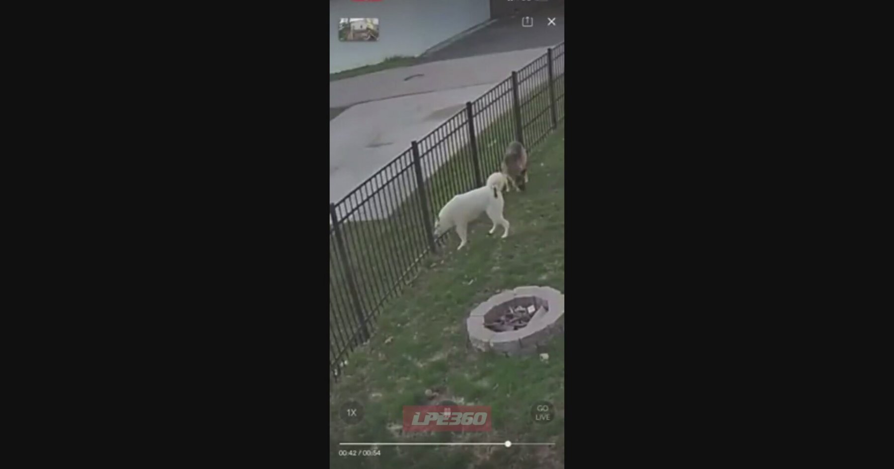 Kaçan Köpeğini Atletik Performansıyla Yakalayan Kadın İ