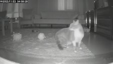 Depremi Önceden Hisseden Kediler
