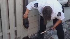 Drenaj Borusuna Sıkışan Sincabı Kurtaran Güvenlik Görevlisi