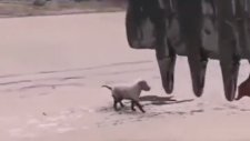 Su Kanalına Düşen Yavru Köpeği Kurtaran Ekskavatör Operatörü