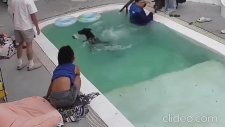 Havuza Düşen Köpek Son Anda Kurtarıldı