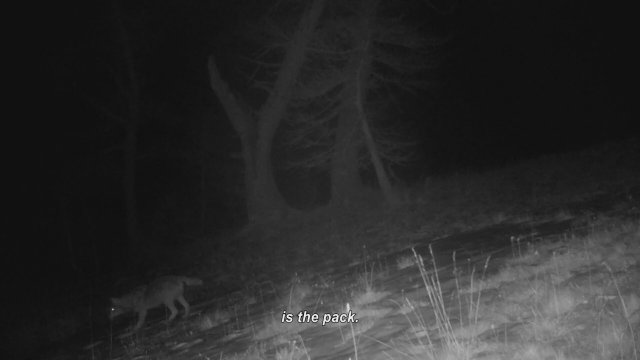 Wolf Walk (Marche Avec Les Loups) - Fragman