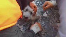 Enkaz Altından Kurtarılan Köpek