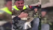 Aleks Adlı Köpek Depremden 23 Gün Sonra Hatay’da Enkazdan Çıkarıldı