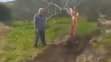 Deprem İkiye Böldüğü Zeytin Ağacının Yarısını Metrelerce Uzağa Taşıdı