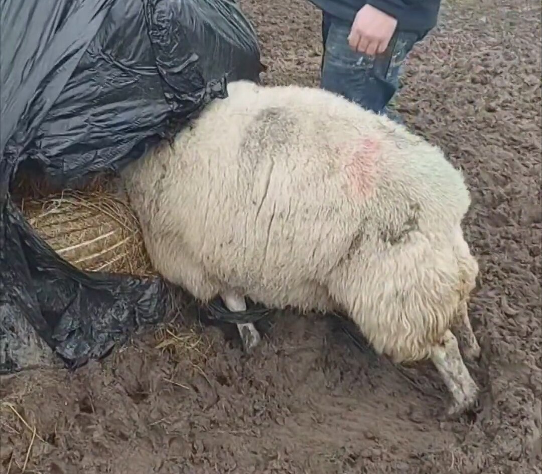 Aç Gözlü Koyunu Kurtaran Adam