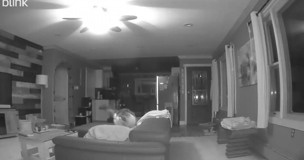 Kung Fu Kedi zlesene