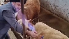 İnekten Çıkan Gazı Yakmak
