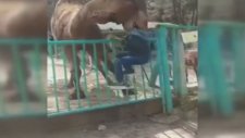Denizli'de Deve Çocuğu Ağzına Alıp Havaya Kaldırdı