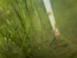 corydoras rabauti