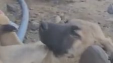 Köpeğini Ayaklarında Sallayıp Ninni Söyleyerek Uyutan Türk Askeri