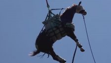 Yaralı Atı Helikopterle Kurtardılar