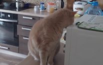 Mikrodalga Fırına Girmek İsteyen Kedi