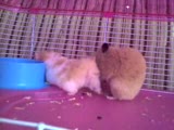 karamel & osmancık