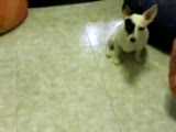 ölü taklidi yapan köpek