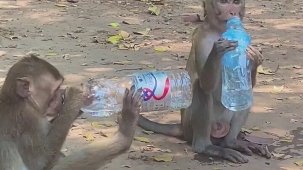 Şişeden Su İçen Maymunlar