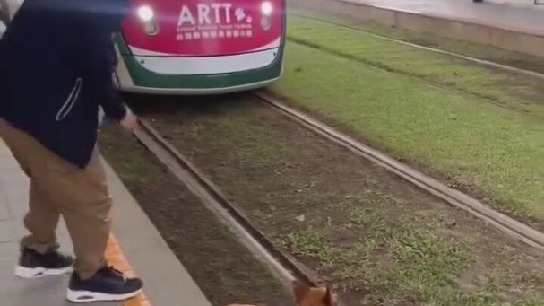 Tramvayı Umursamayan Köpek