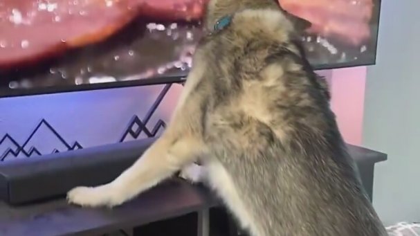 Televizyondaki Etleri Gerçek Sanan Köpek Ekranı Yaladı