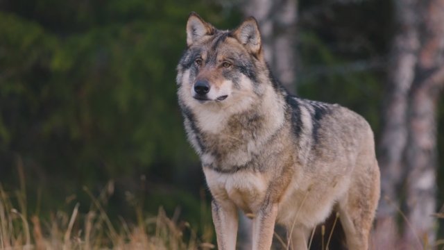 The Wolf (2025) Fragman