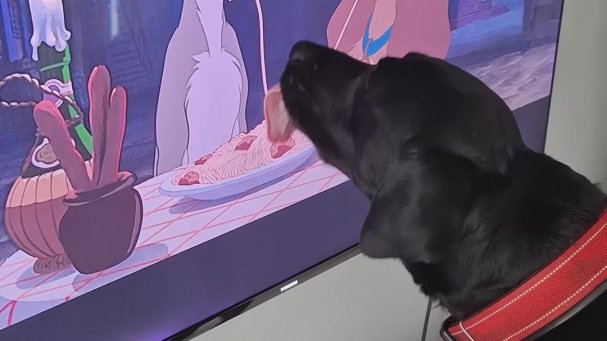 Televizyondaki Makarnayı Gerçek Sanan Köpek