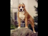 -pit dogs-