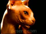 Megadeth - Insomnia Megadeth - Insomnia