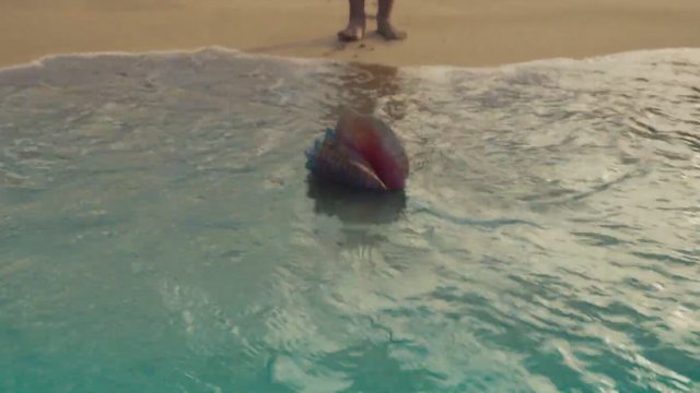 Moana (2026) Fragman