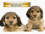ahmet,ahmet kaya,kaya,sevimli köpekler,ahmetkayanı