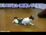 Kedicik