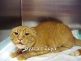 manyak kedi