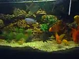 karma cichlid akvaryumu