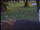 öpüŞen İnekler